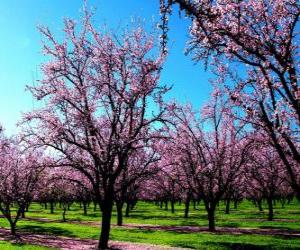 пазл Цветущих миндальных деревьев в Весна